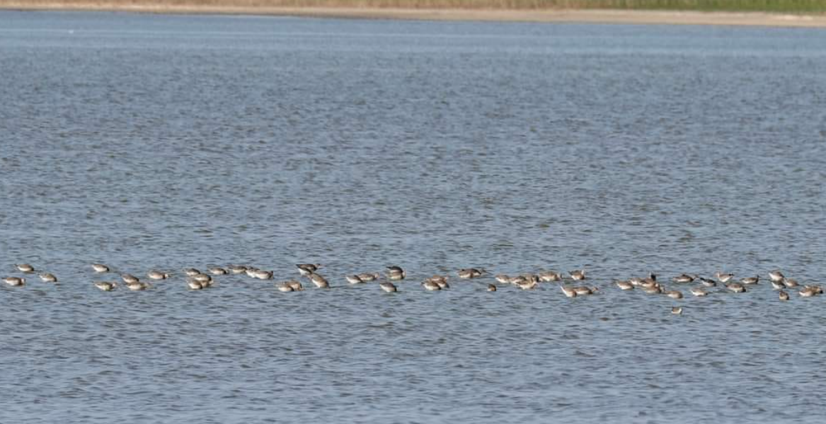 Птахи на Одещині