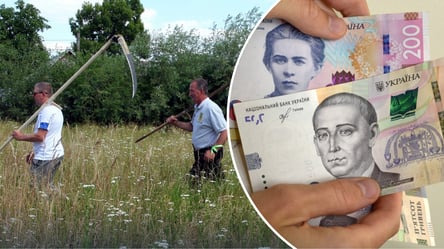 Бур'яни на городі чи подвір'ї: який штраф загрожує власникам недоглянутих ділянок - 285x160