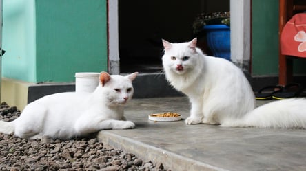 Шиншила і каракет — скільки коштують найдорожчі породи котів на OLX - 285x160