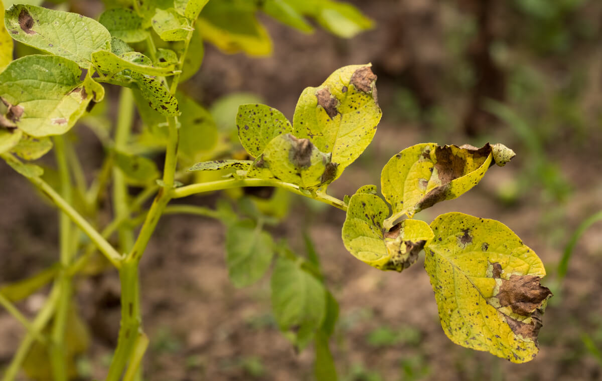 Ботва картошки