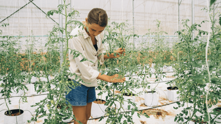 Як слід садити помідори: що треба знати та коли це робити - 285x160