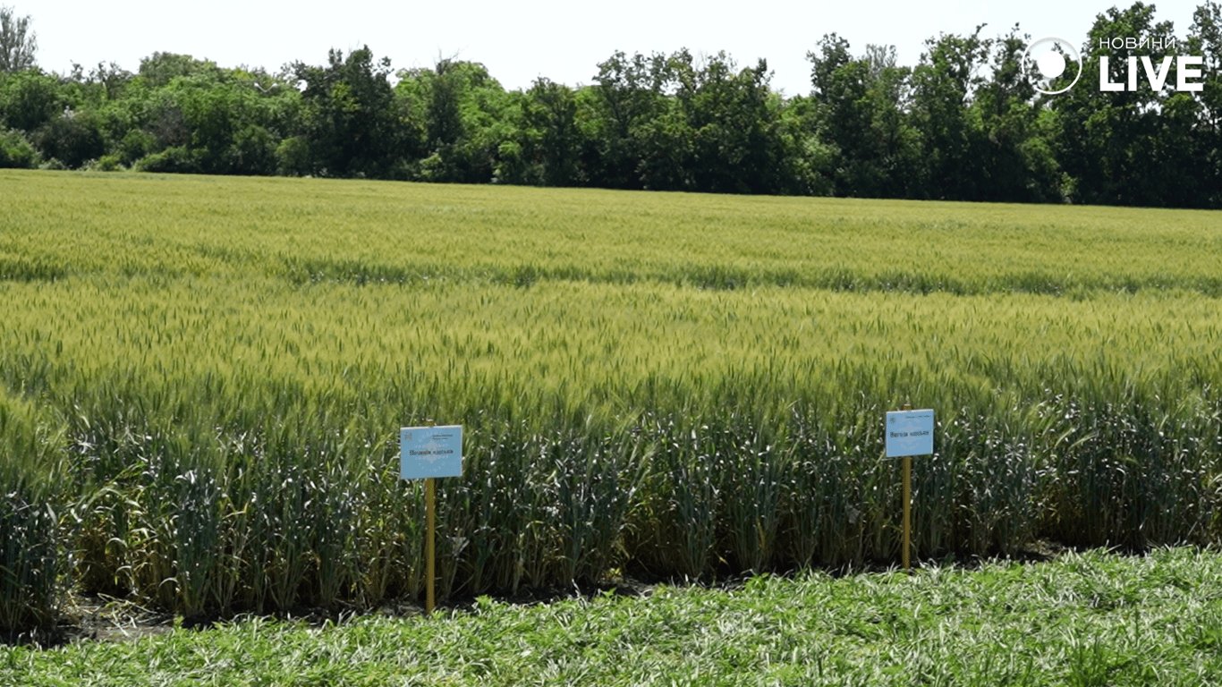 Поля пшениці