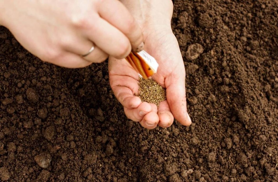 Семена моркови