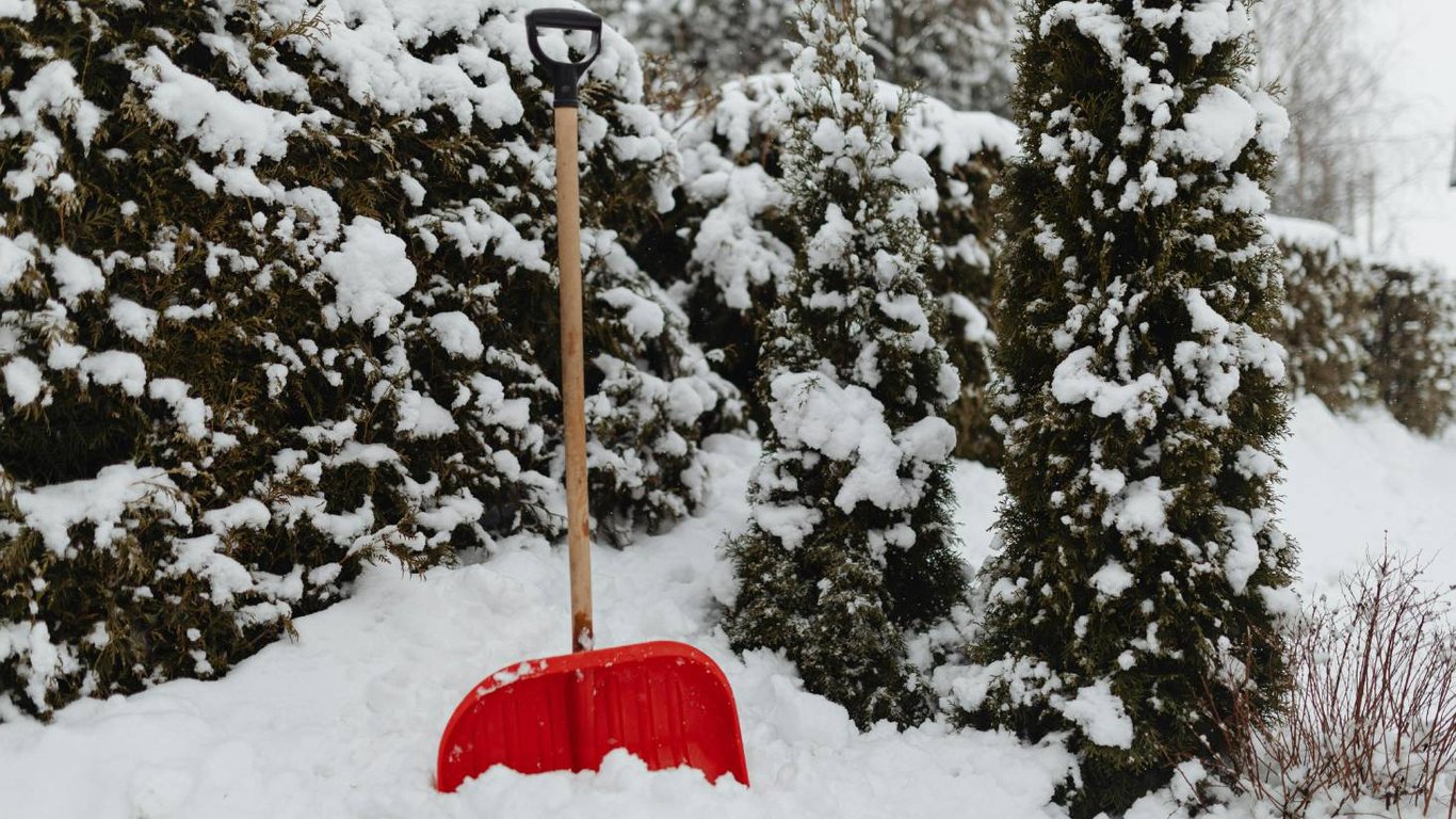 Сад в снегу