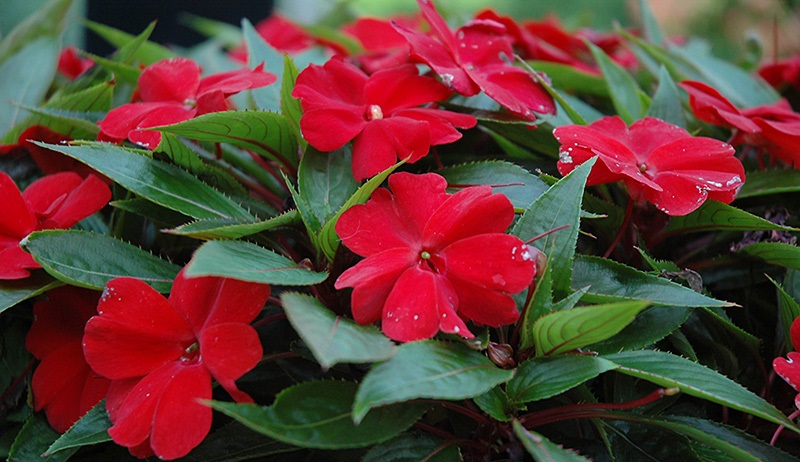 Бальзамины алого оттенка