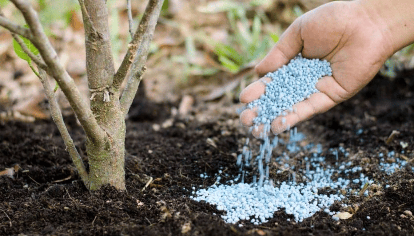 Подкормка дерева