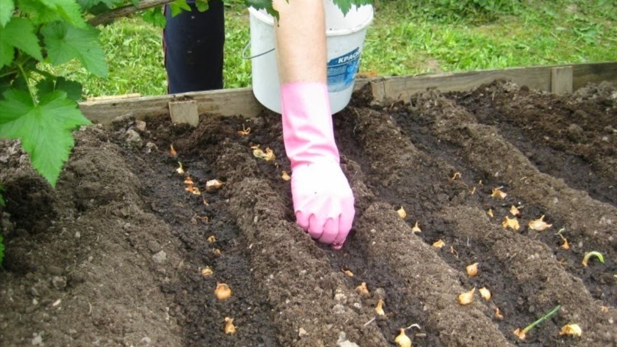 Процесс посадки лука на огороде