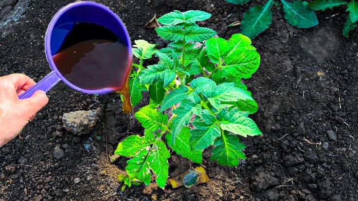 Процедура подкормки помидоров на огороде.