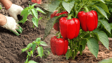 Какие перцы дадут безумный урожай — пять устойчивых сортов - 285x160
