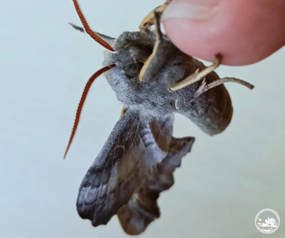 найбільший метелик України