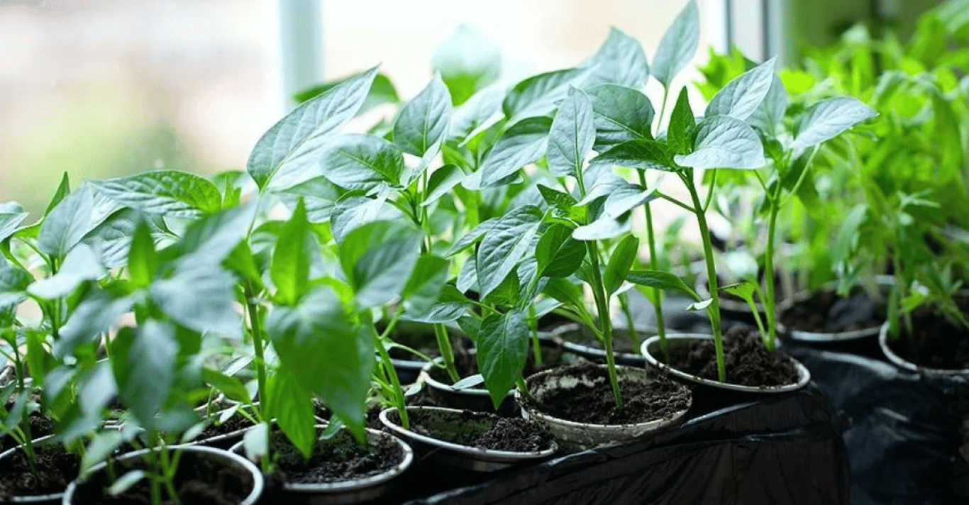 Рассада перца