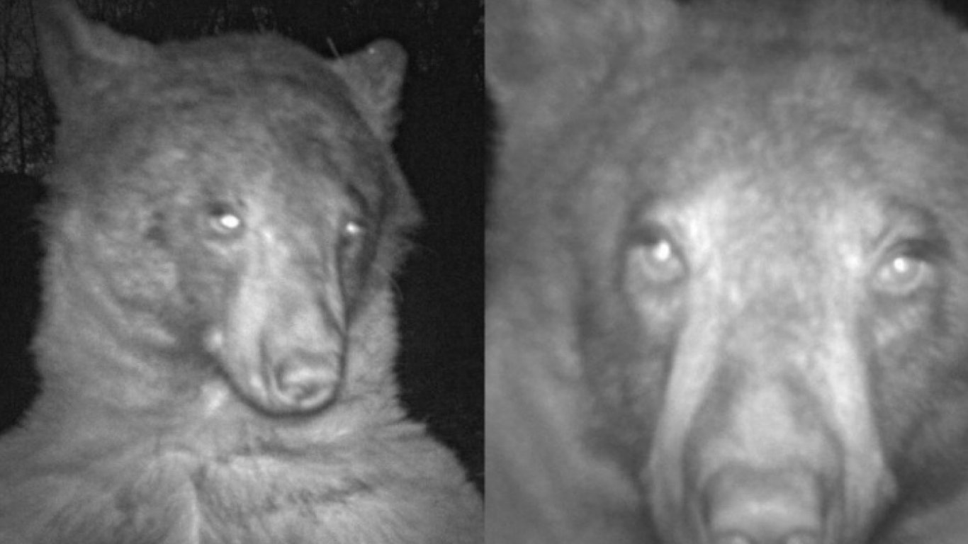 Черный медведь стал звездой соцсетей — в Колорадо животное сделало 400 селфи на фото ловушку