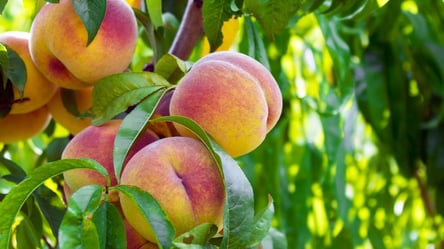 Несумісні сусіди для персика — що садити не варто - 285x160