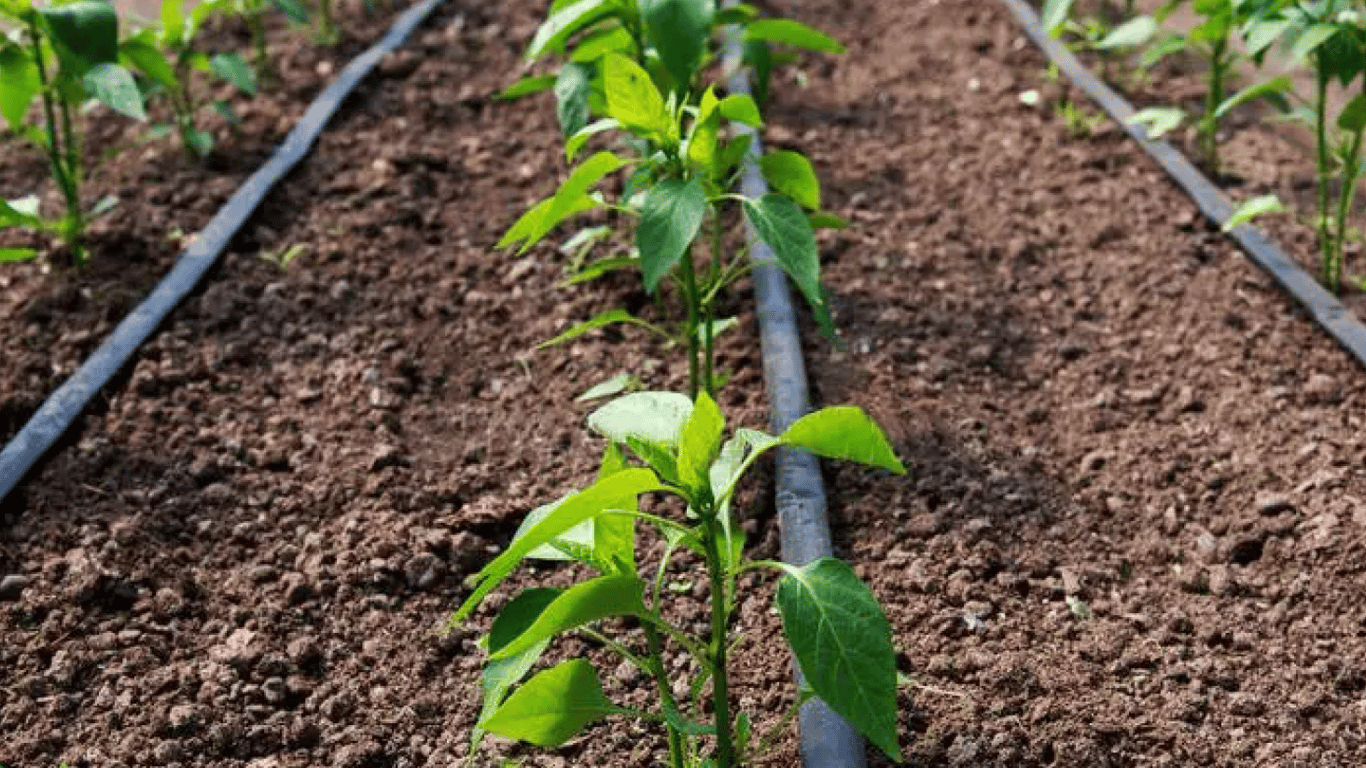 Системи зрошення на полі 