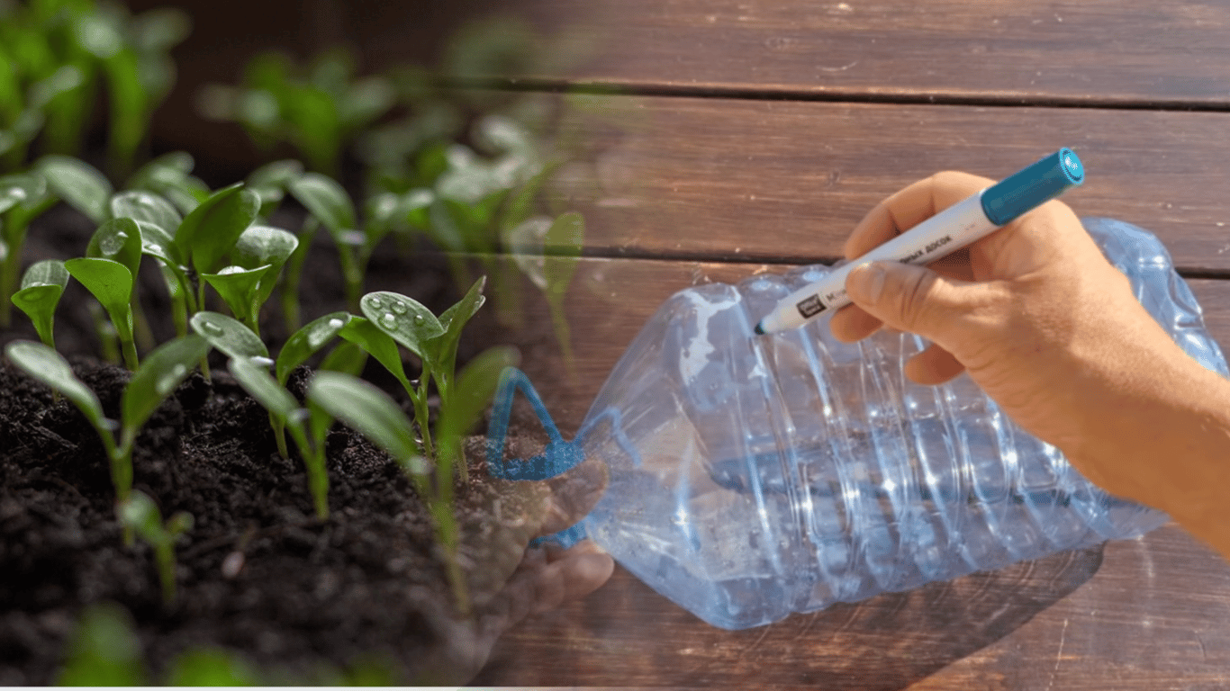 Как сделать мини-теплицу для рассады из пластиковой бутылки за 5 минут: видео