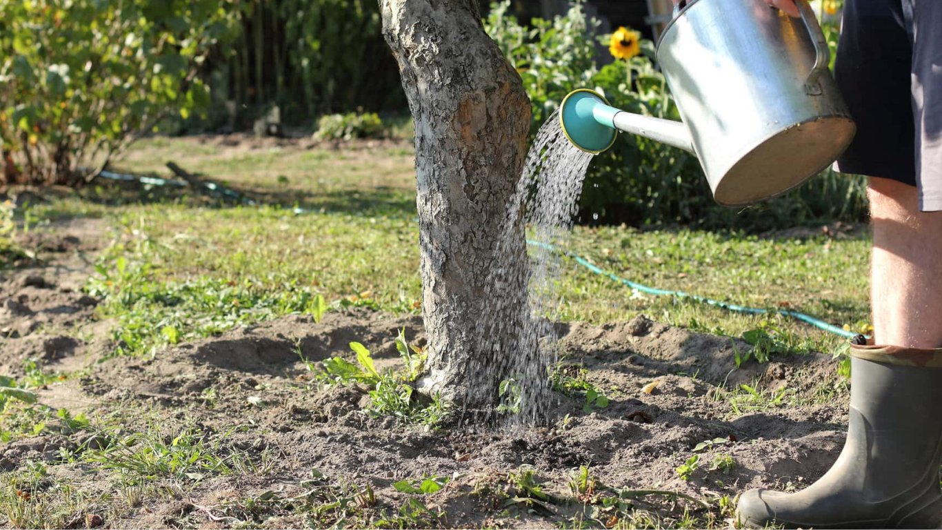 Как правильно подкормить яблоню для сохранения урожая