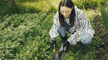 Ошибки огородников — какие культуры не стоит сажать подряд - 285x160