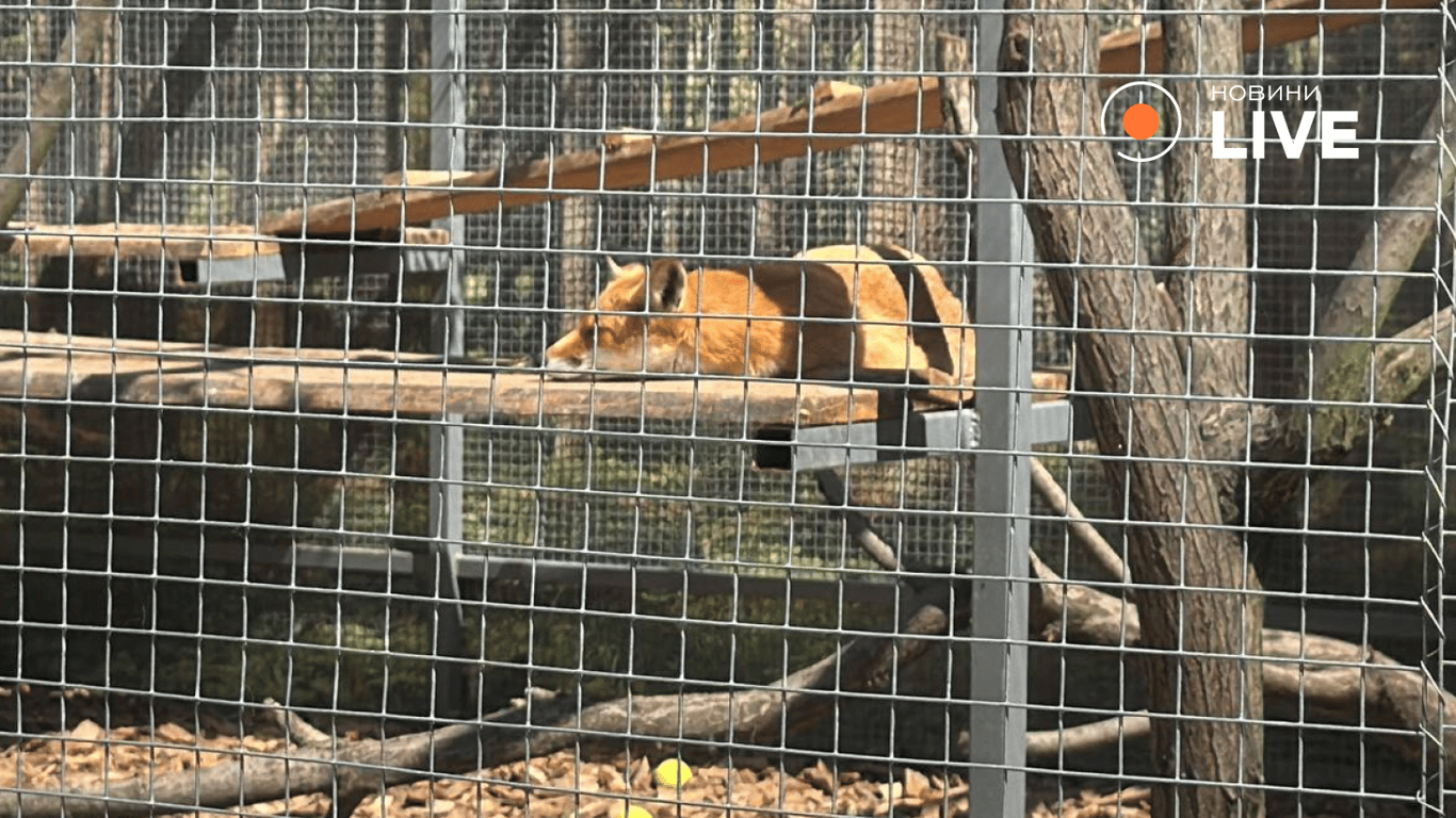 Тварина у притулку Львова