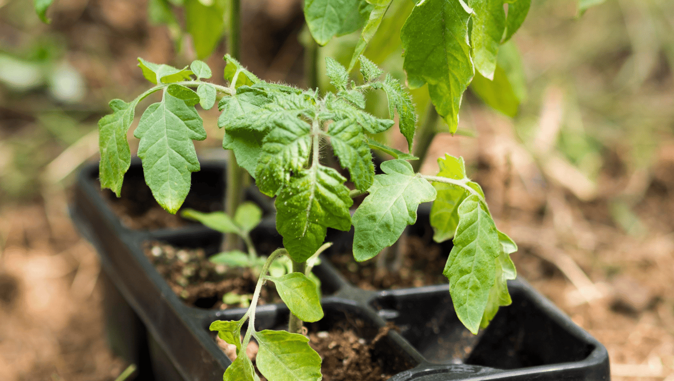 Как использовать пасынки томатов - фото