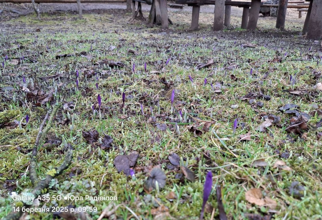 На Закарпатті зацвіли перші крокуси —де їх шукати - фото 3