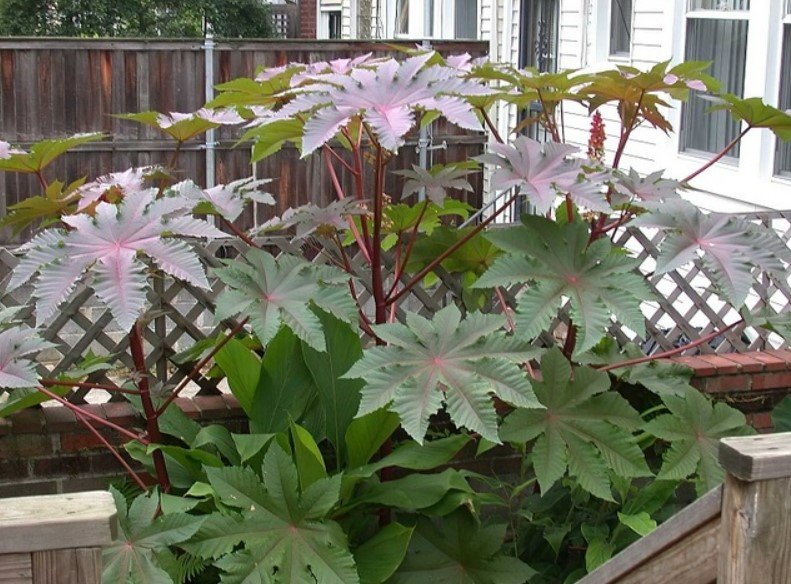 Топ-5 домашних цветов, которые опасно держать дома.