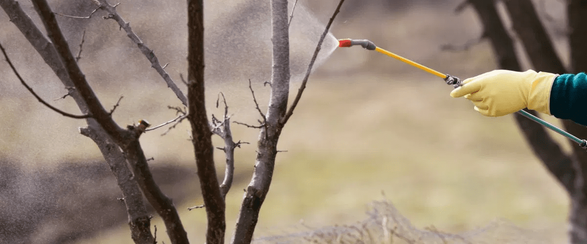 Чим обробити сад восени, щоб позбутися попелиці — простий засіб