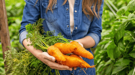 Самая сладкая морковь для огорода — три проверенных сорта - 285x160