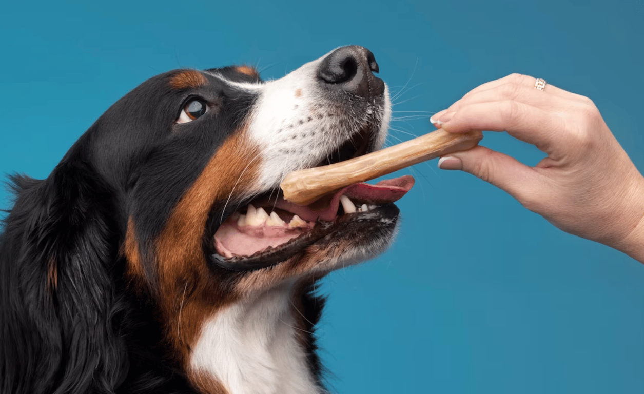 Взрослая собака, которая ест кость из руки человека