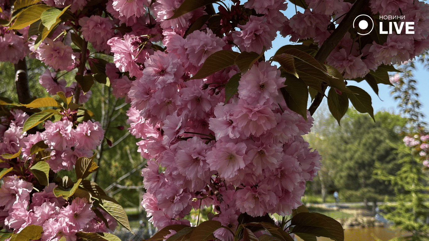 Квіти сакури в Одесі 