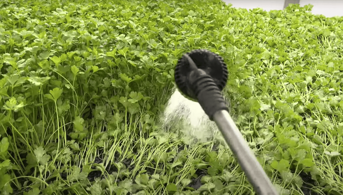 Полив петрушки