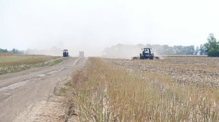 Пшеница быстро дорожает — цены на украинские зерновые в январе - 285x160