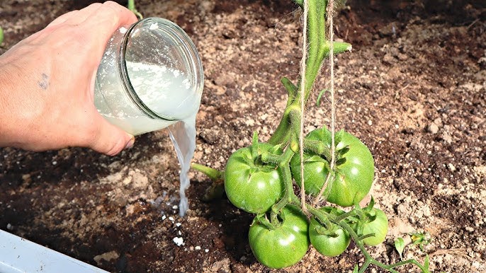 Процесс подкормки помидоров на огороде