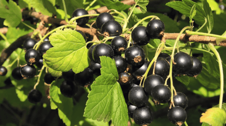 Полив окропом навесні — смородина оживає і менше хворіє - 290x160