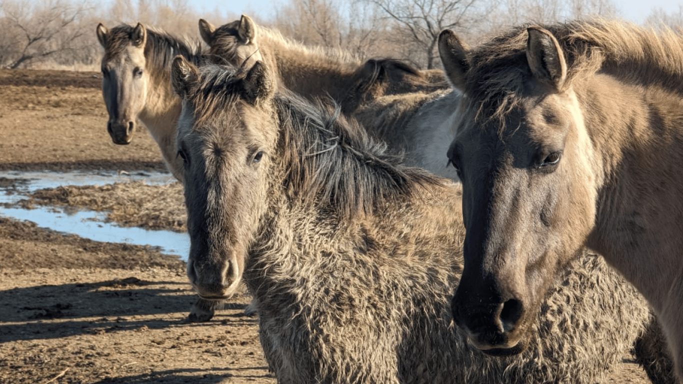 Водяных буйволов в дельте Дуная станет больше — почему