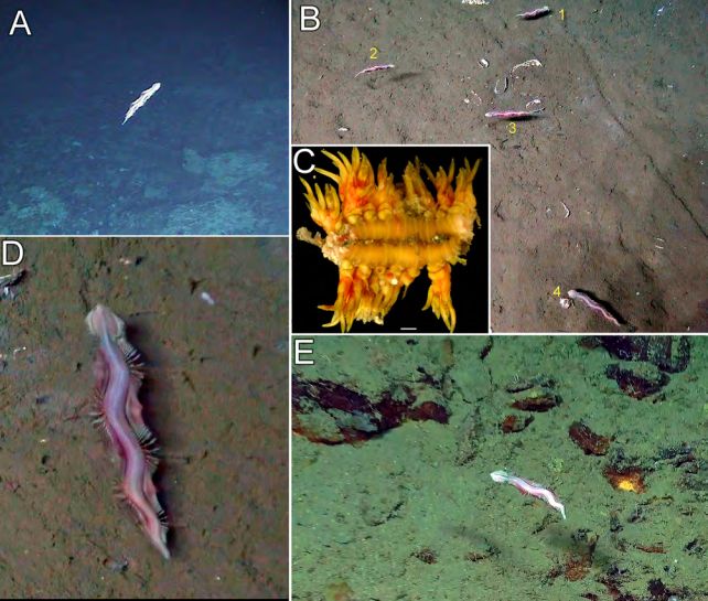 На дні океану знайшли моторошних істот, які витримують екстремальні умови