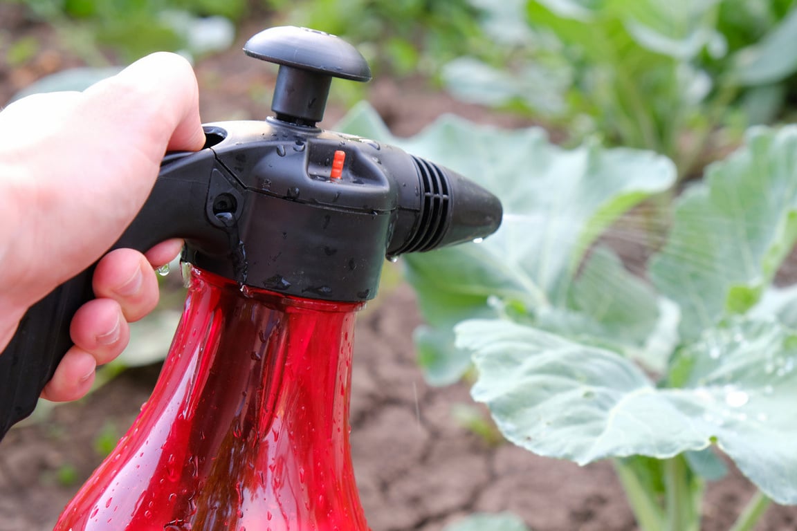 Процесс опрыскивания растений на огороде