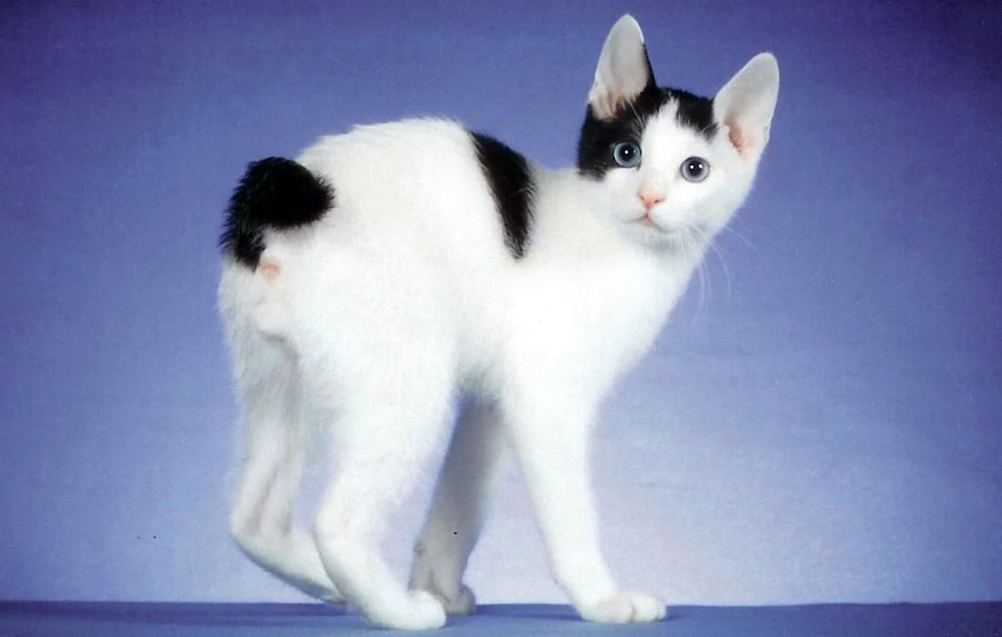 Японский бобтейл