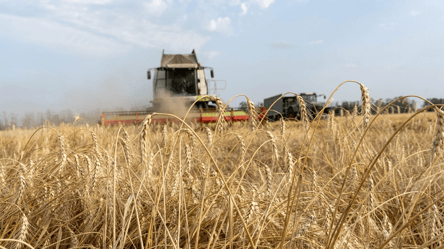 Кукурудза дорожча, пшениця дешевша — як змінилися ціни на ринку - 285x160