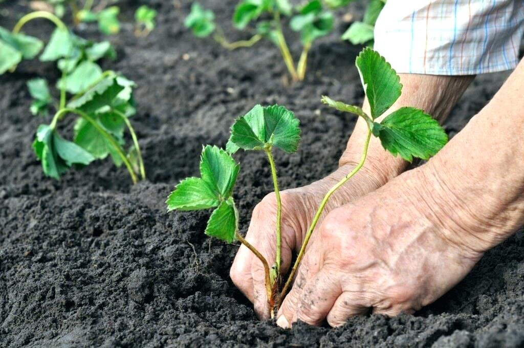 Процесс посадки клубники на огороде