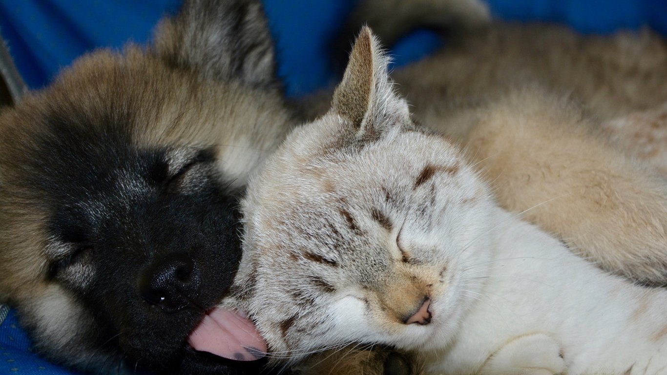 На Одещині вакцинують собак та кішок від сказу: як щепити тварину безплатно