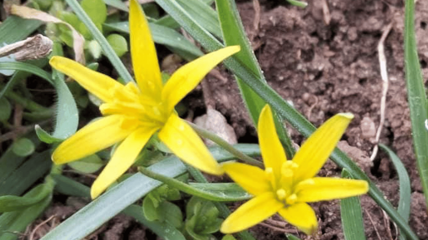 Тузлівські лимани замайоріли жовто-блакитними кольорами — причина - фото 2