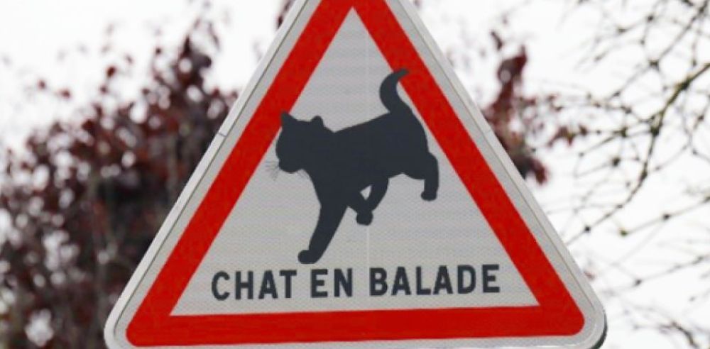 Кіт на прогулянці — цей новий дорожній знак бентежить водіїв - фото 1