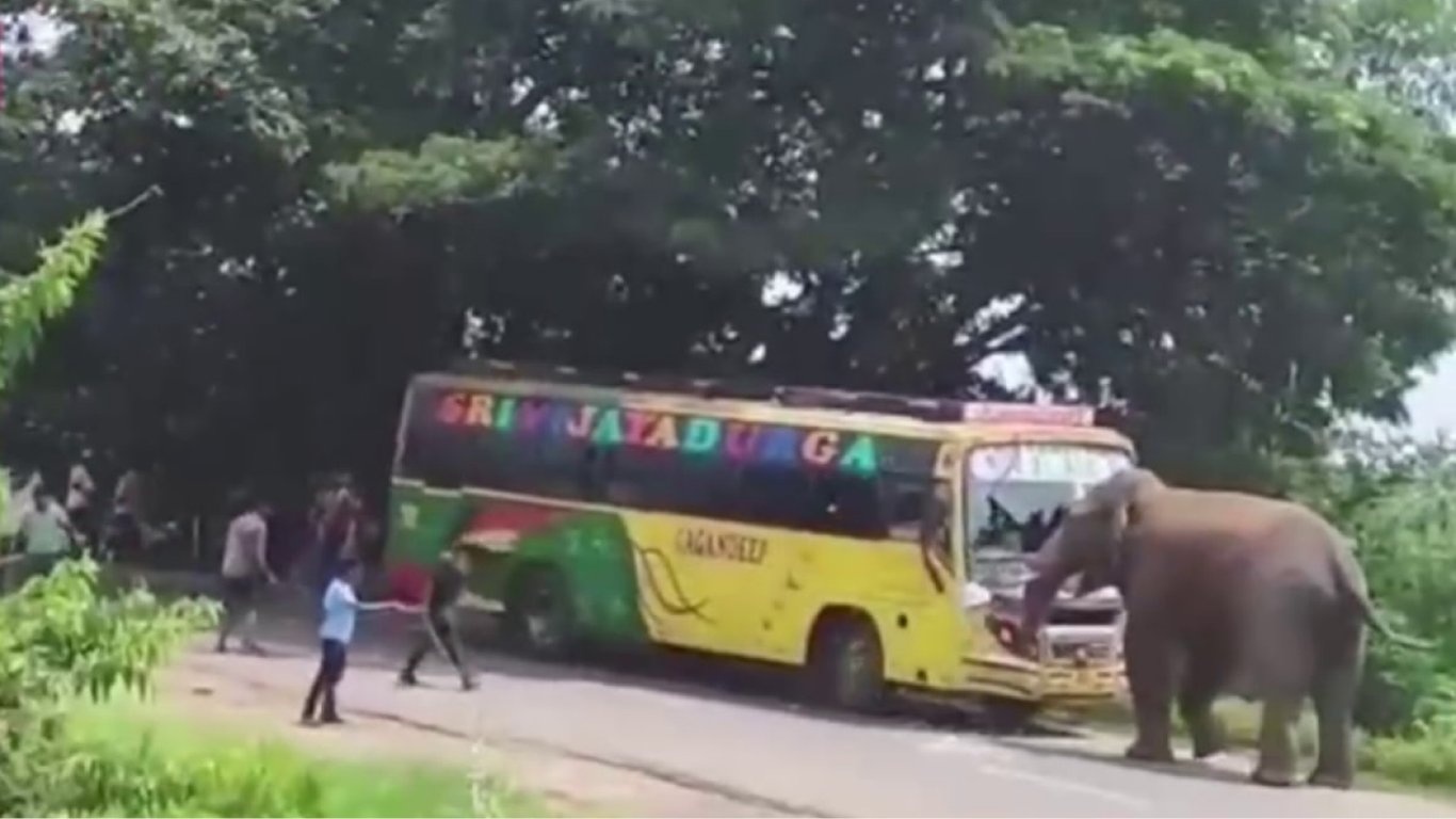 В Індії розлючений слон напав на автобус