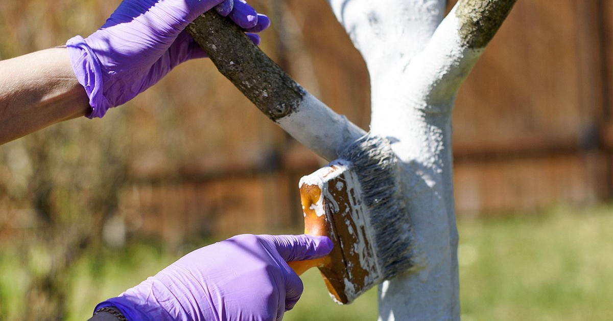 Побелка дерева