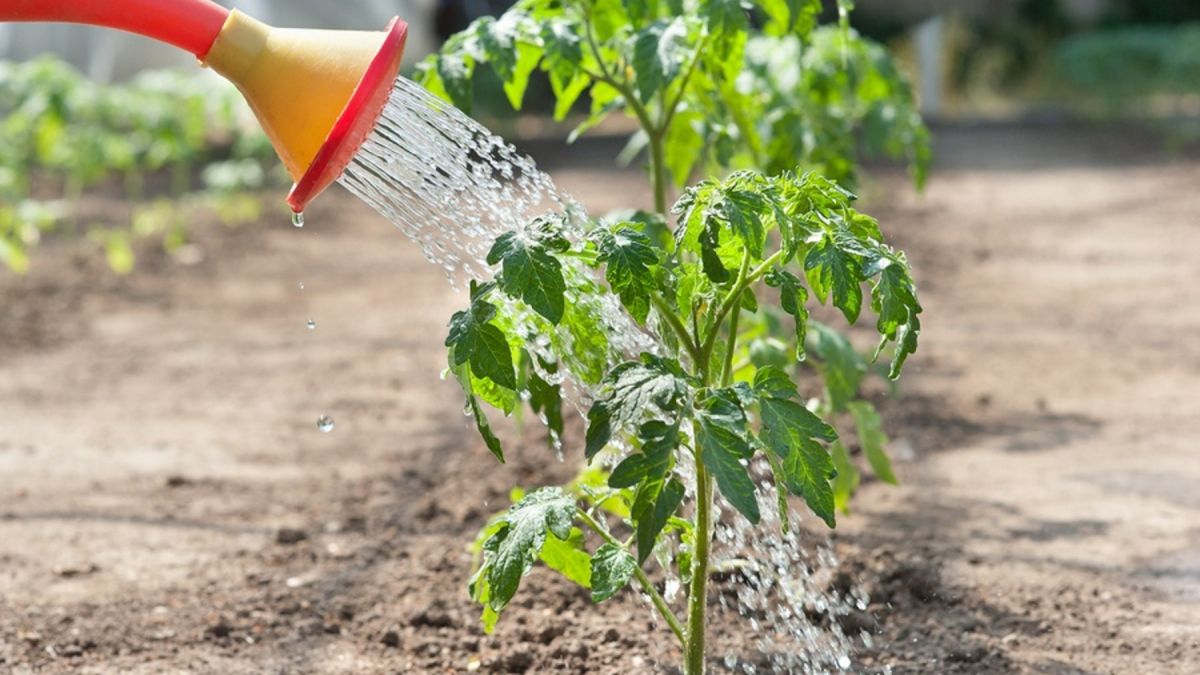Полив помидоров на огороде