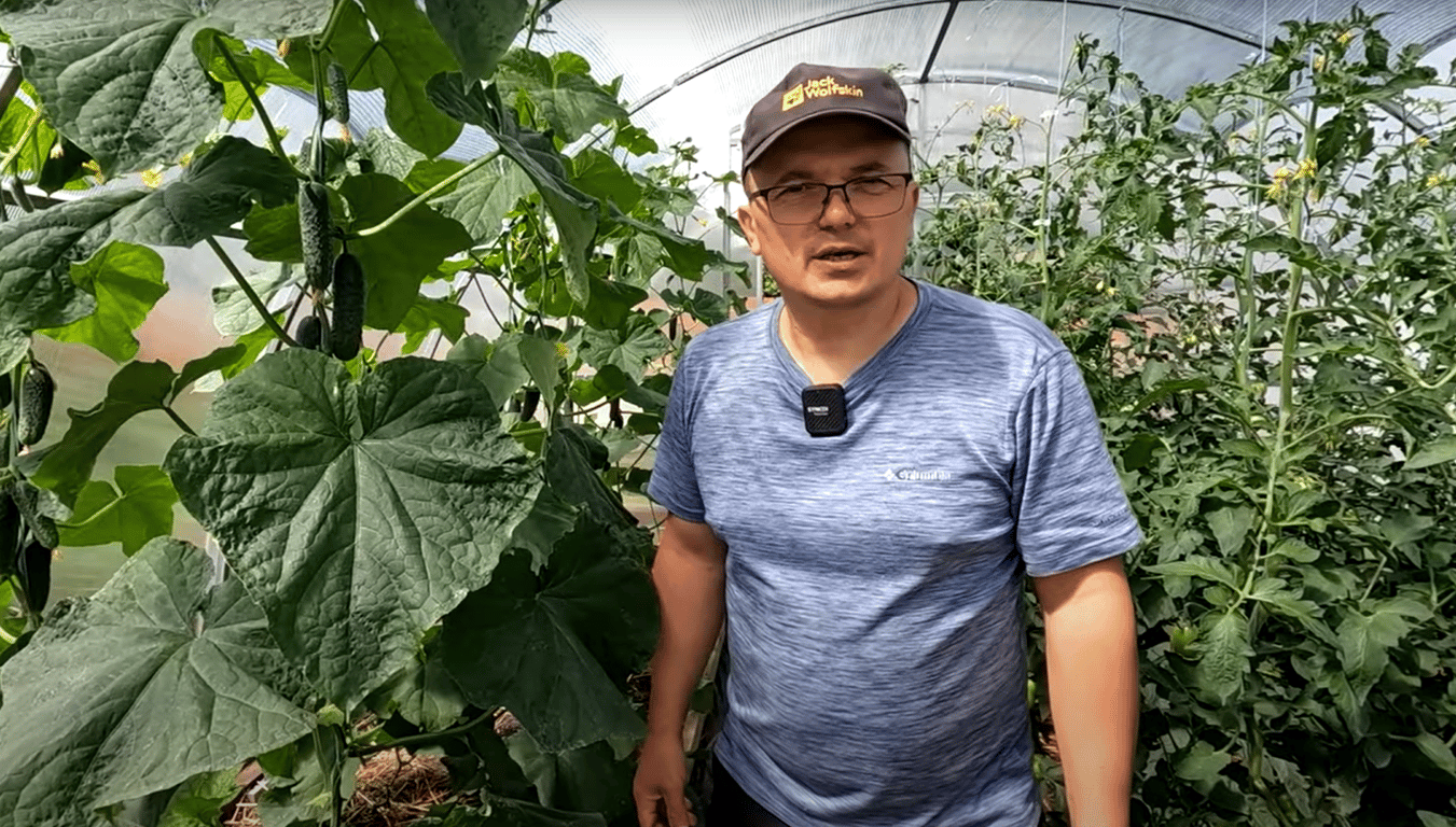 Огородник в теплице с огурцами