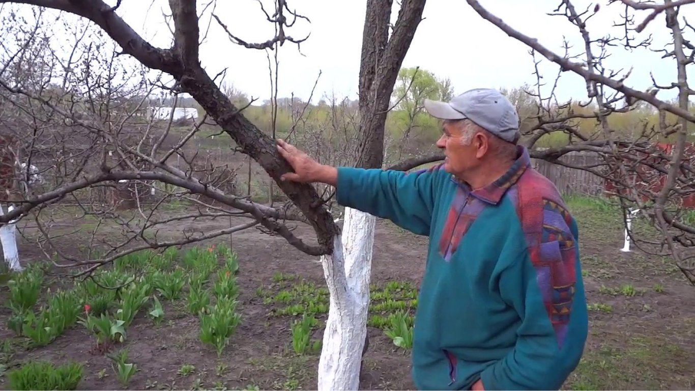 Що робити, щоб захистити абрикос та персик від морозів — поради садівників