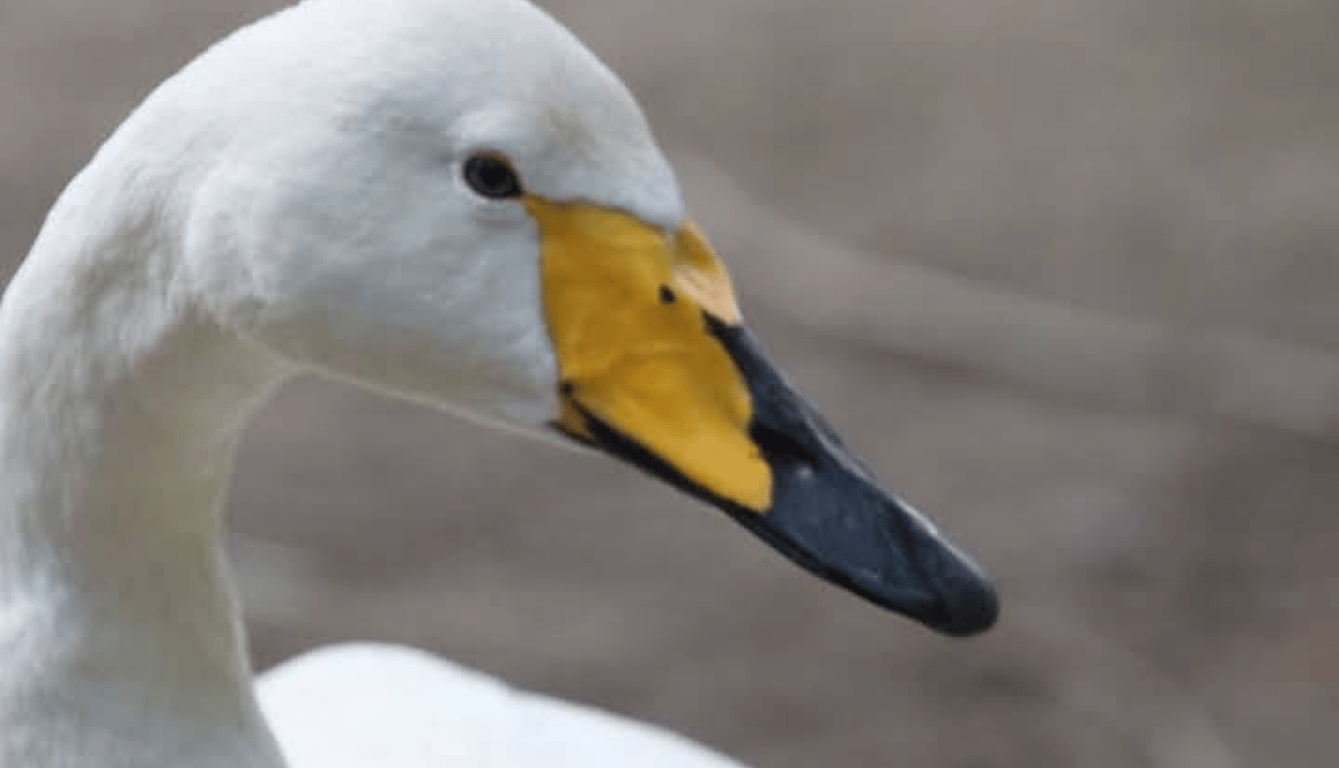 На Одещині помітили тундрових лебедів — які вони - фото 2