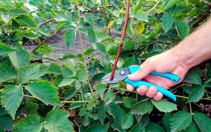 Обрезка куста ежевика в саду