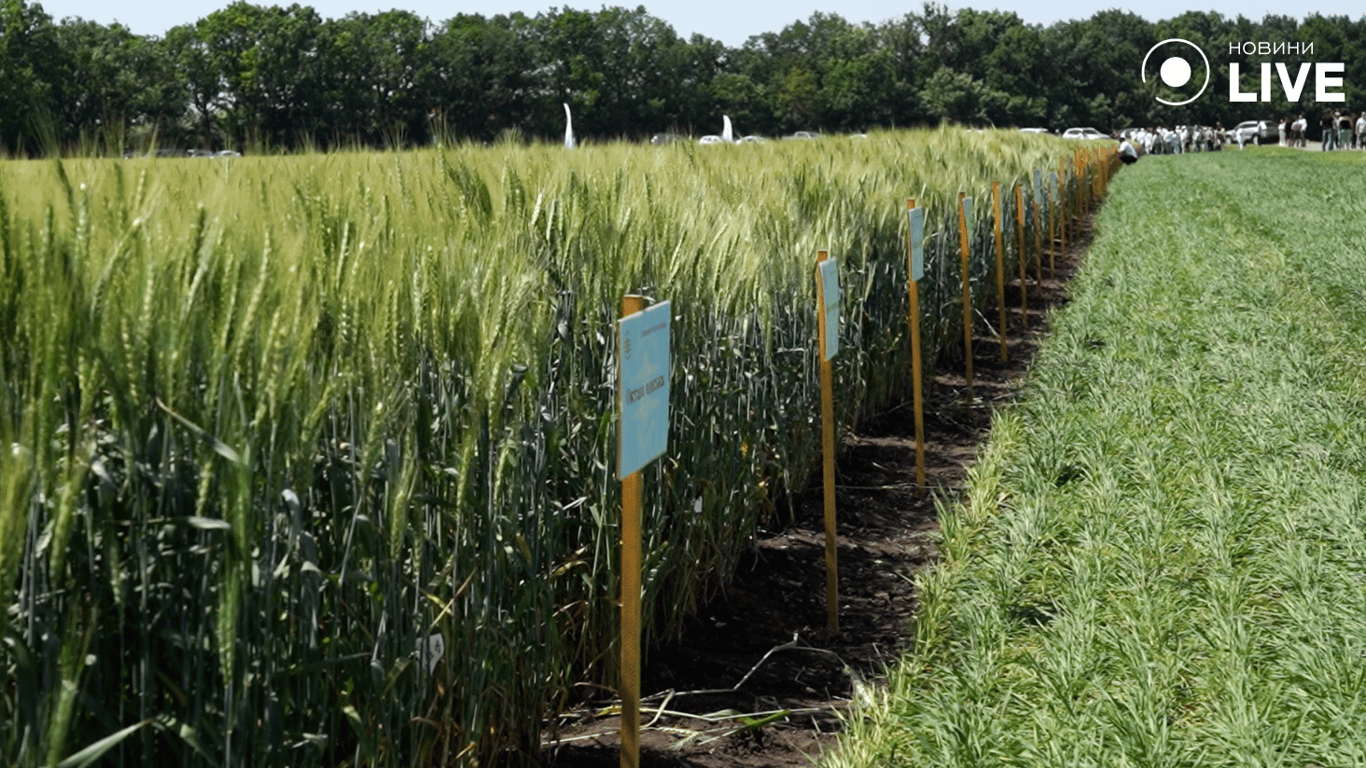 Одеські сорти пшениці